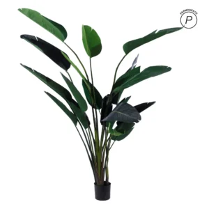 Planta ave paraíso oscura